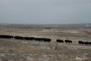 Buffalo on Sioux Tribe reservation