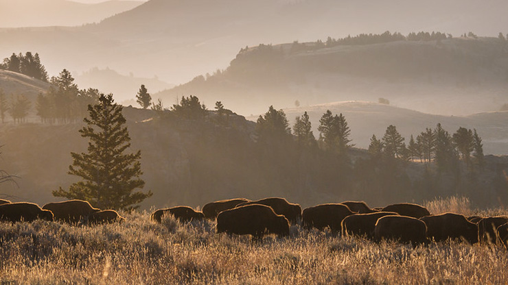 Bison Roaming