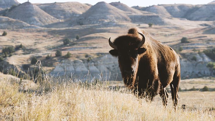 Bison stands in the plains.