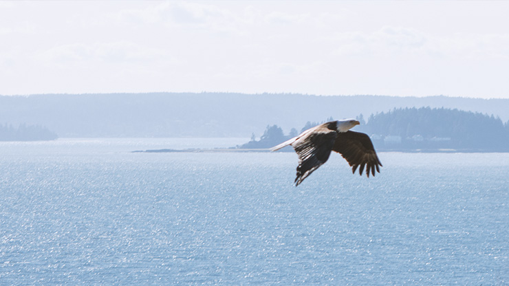 Eagle flying over body of water. 