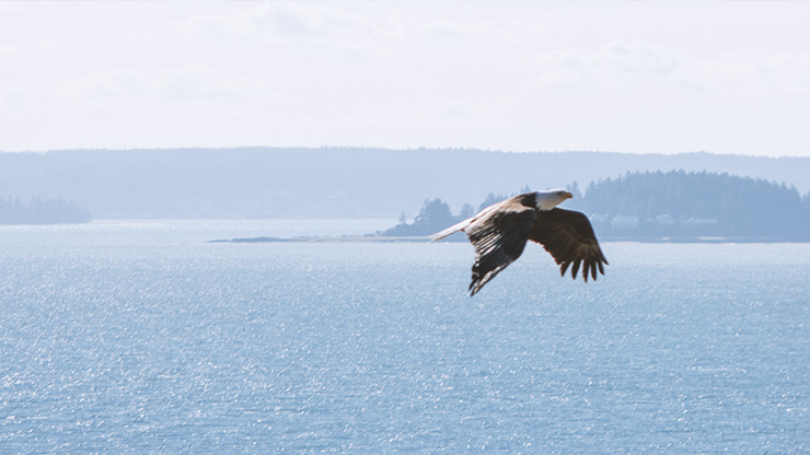 Eagle Soaring Over Body of Water Eagle Soaring Over Body of Water