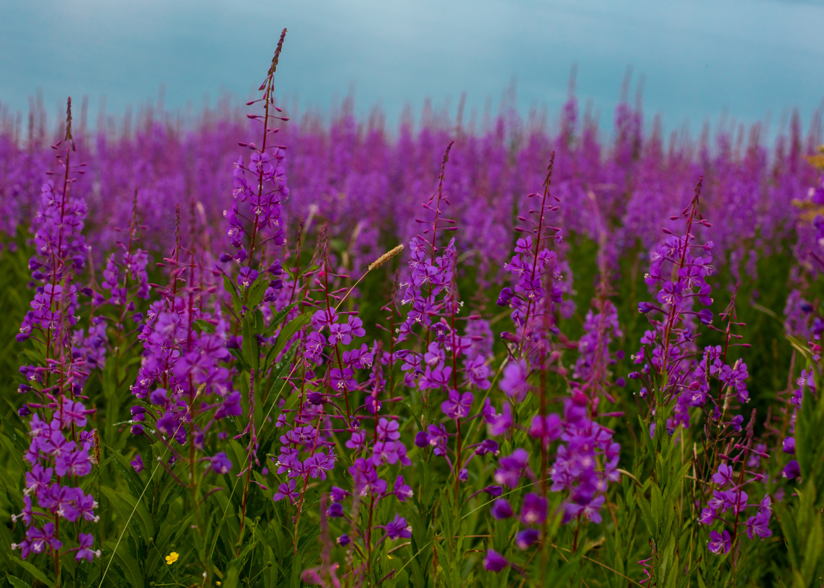 Fireweed