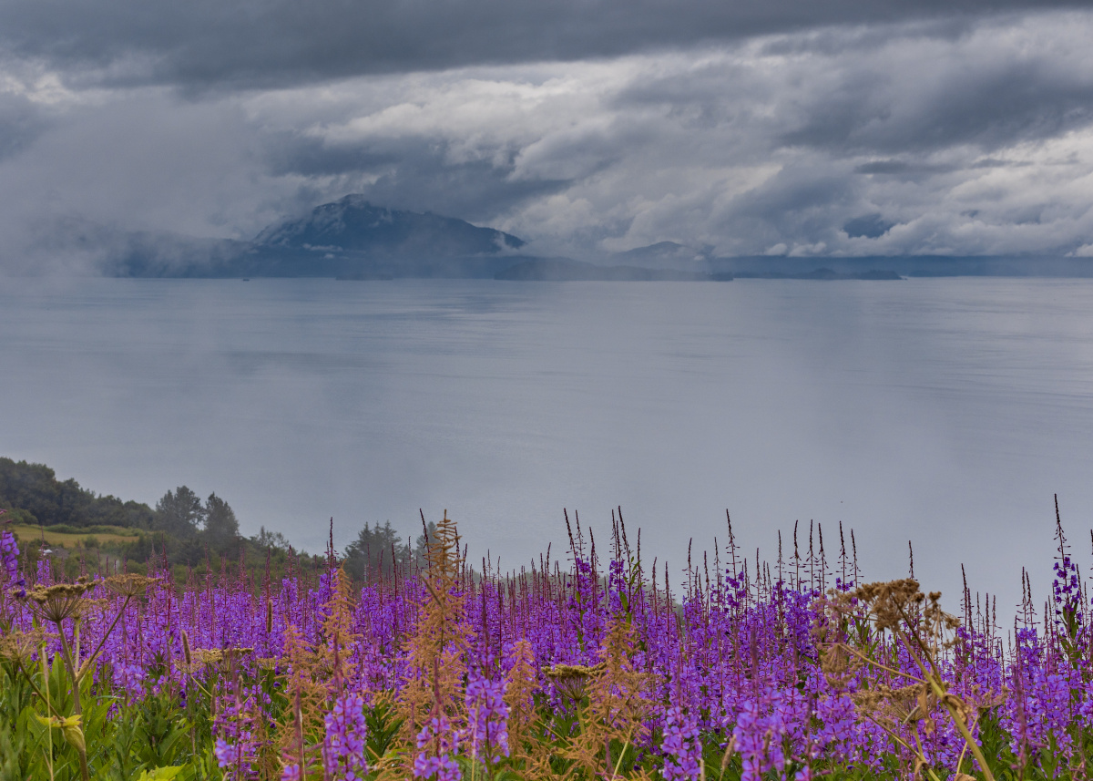 Fireweed  on a mountain overlooking the ocean. Homer, AK
