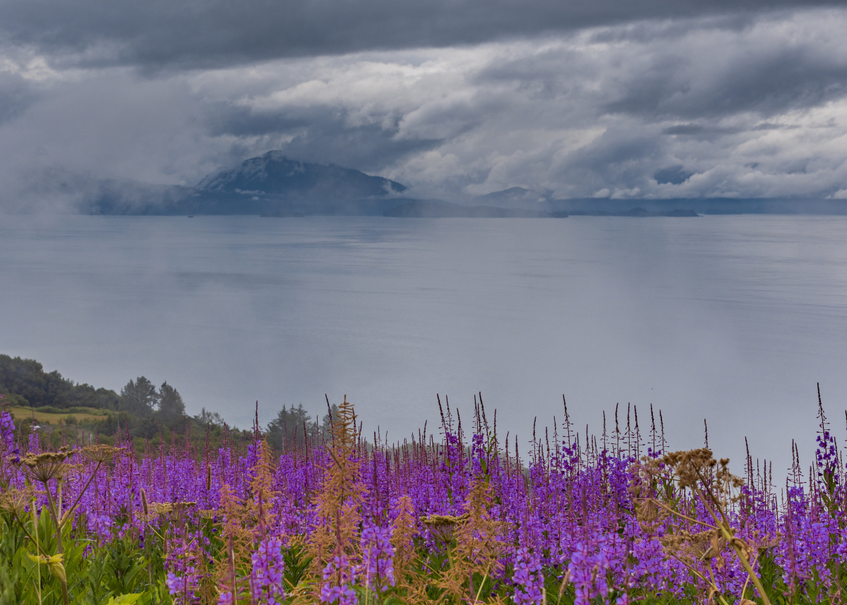 Fireweed on a mountain overlooking the ocean. Homer, AK