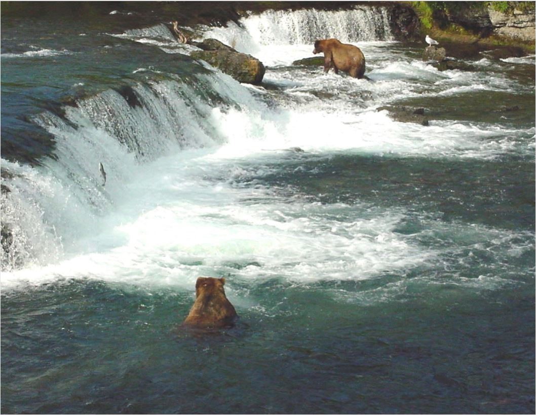 2 bears in waterfall