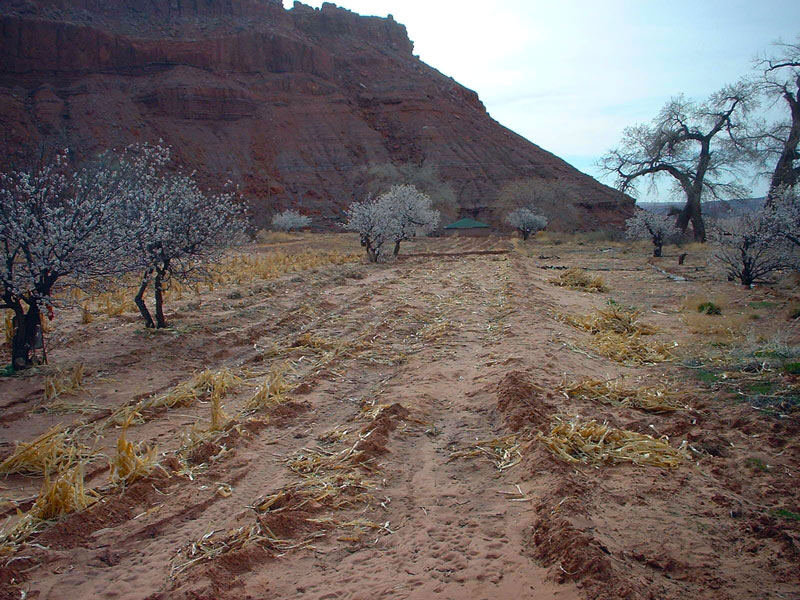 Rock Hut Field