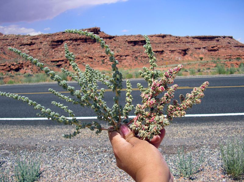 A hand holds a cluster of halogeton with fleshy green leaves and small pink flowers next to a highway in Monument Valley. A mesa stands in the background on the other side of the highway. 