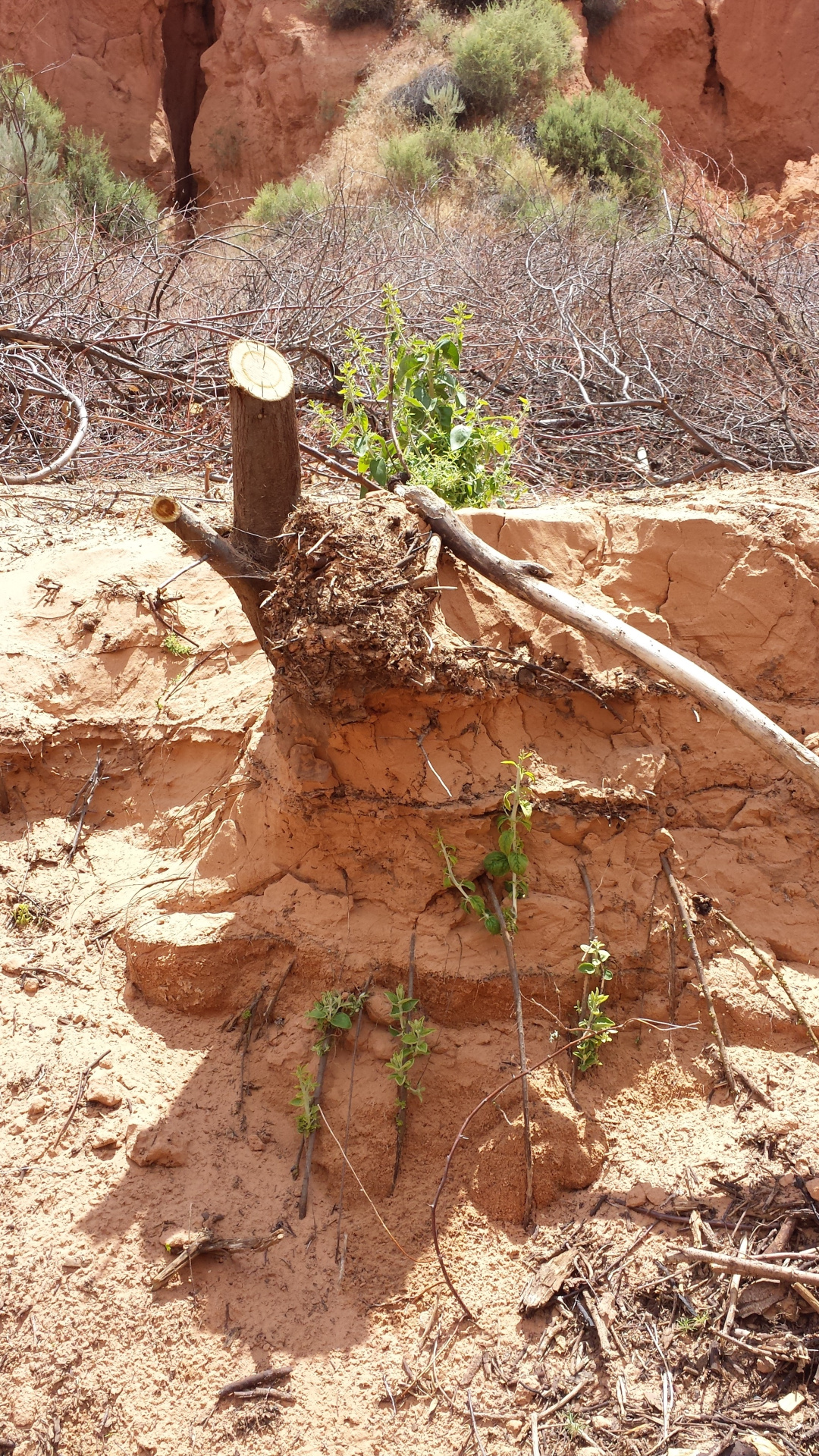 Sapling tree that was growing in a cut bank with its roots exposed, has been cut 6-10 inches from its base as part of a tree removal project.