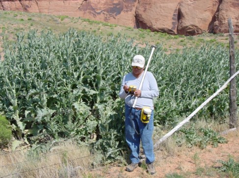 A BIA employee records GPS data in front of a dense cluster of musk thistle near Shonto Wash in Arizona.