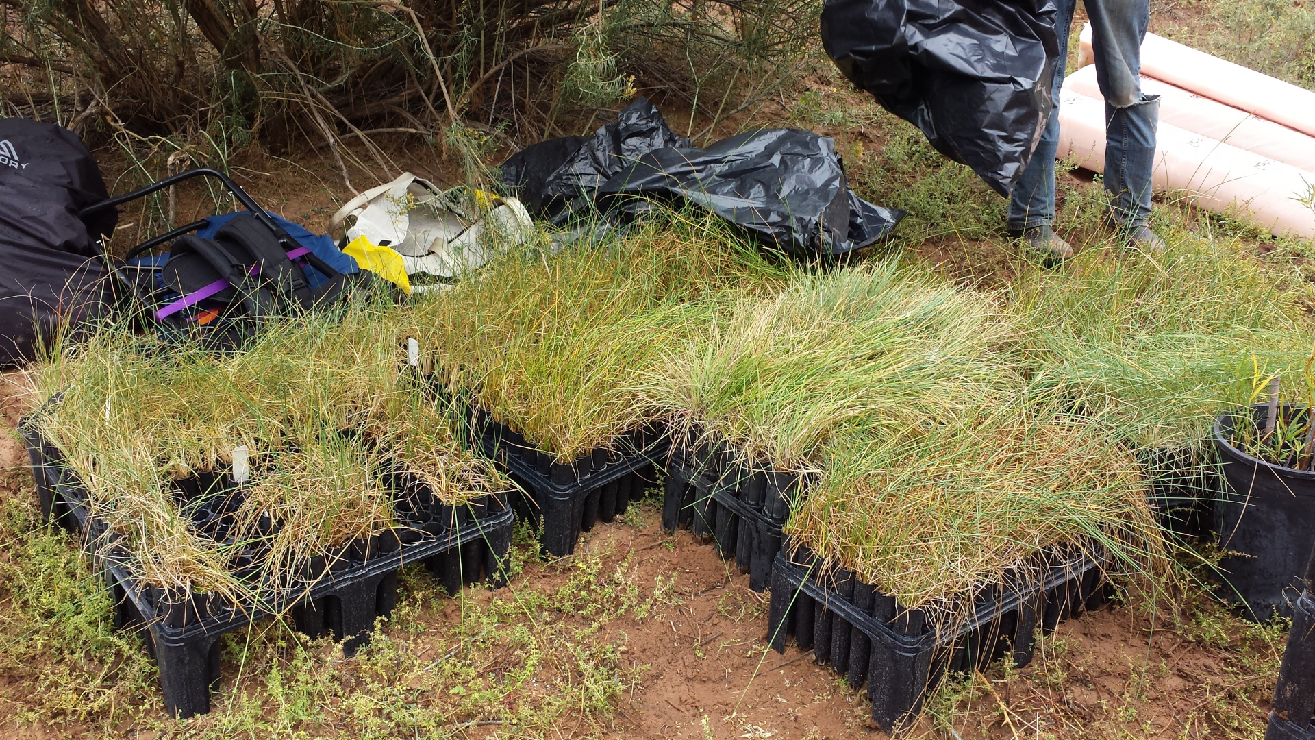 Picture of nursery-grown native grass plugs and pots being prepared for planting. 