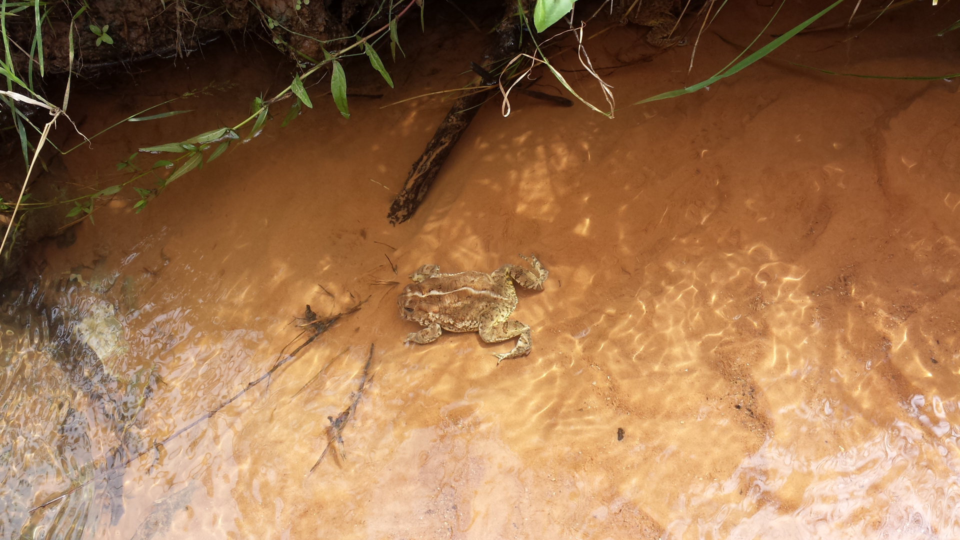 A tan bullfrog swims in a small clear pool. A branch and a few sticks are visible on the bottom of the sandy pool and a single willow branch crosses into view. 