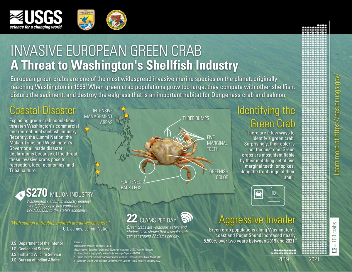 Invasive European Green Crab Infographic 