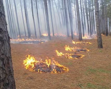Prescribed fire ignited using a dotting pattern during the FLFW January 2019 training session.