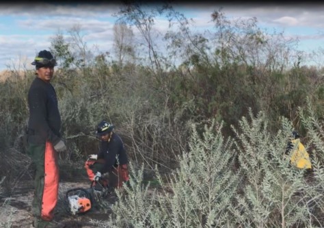 Firefighters from Fort Apache Agency remove invasive salt cedar brush from the Cocopah Reservation as part of the Southern Border Fuels Management Initiative, 2019. Image courtesy of the Cocopah Indian Tribe.