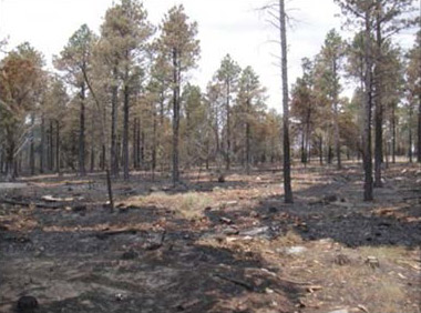 Low intensity fire experienced in Fuelbreak Low intensity fire experienced in Fuelbreak