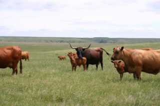 Cattle on the prairie