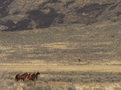 A Typical Eastern Nevada Agency Landscape