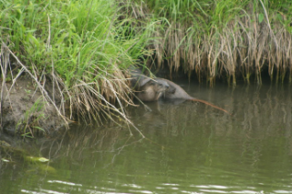 Otters on the Big Sioux River