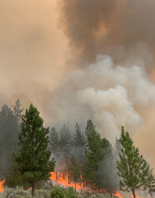 Invasive conifers burn during the Moss Rang Wildfire, which was managed to remove grass, brush and conifers encroaching into winter habitat. Photo: CSKT