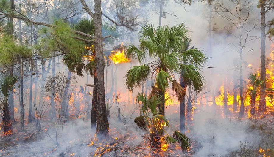 Prescribe fire burning cypress on Seminole Reservation, FL.