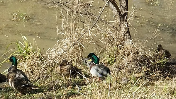 Ducks in nature