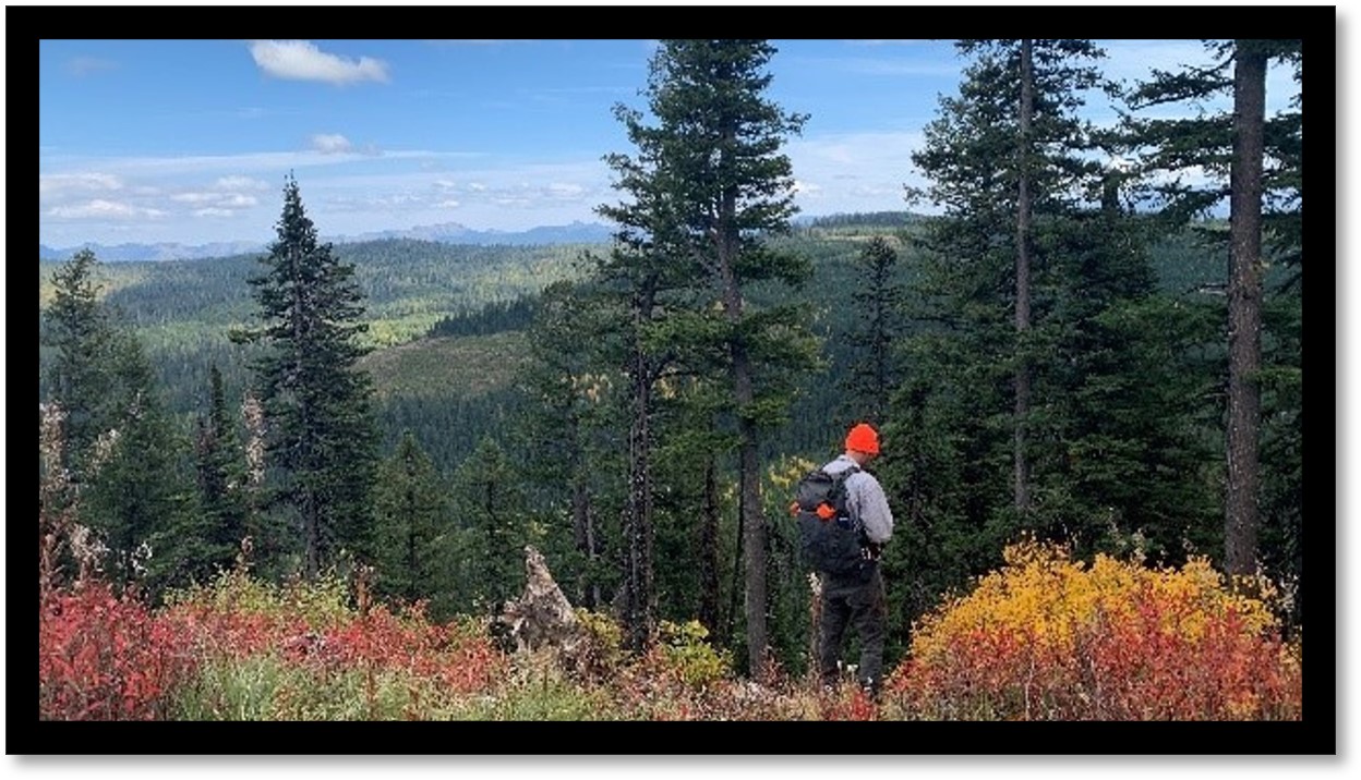 BIA Timber Team in the forest looking around