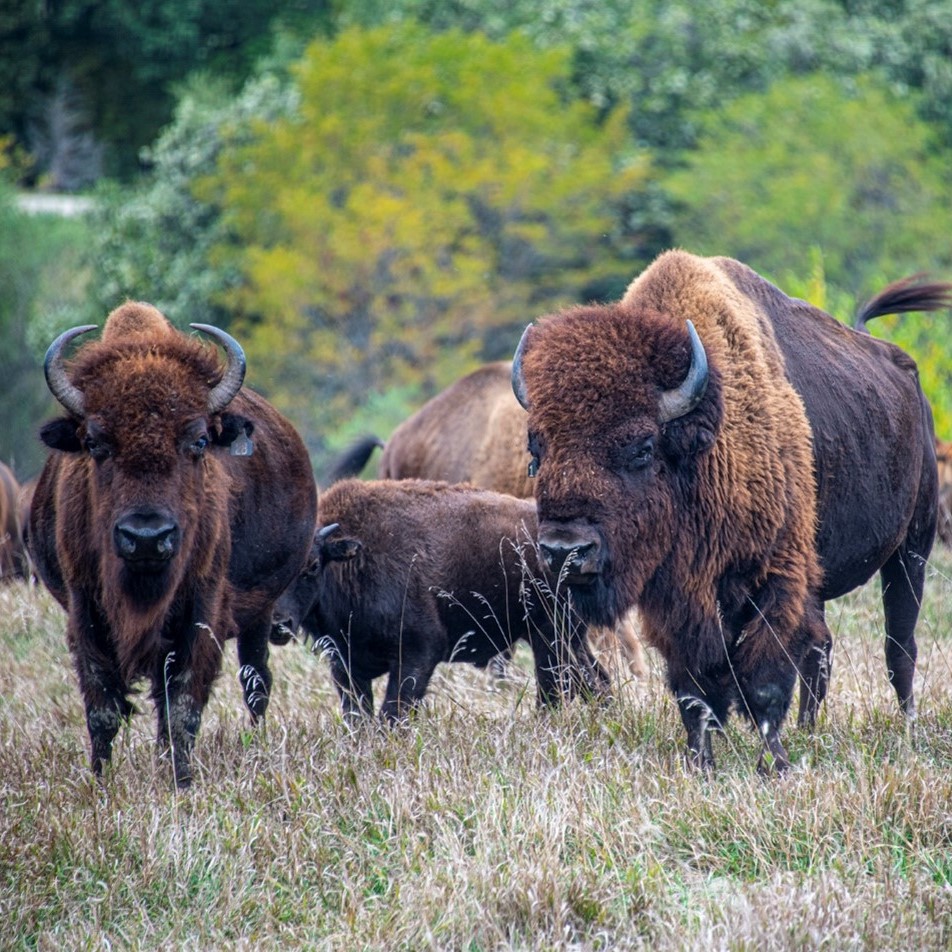 American Bison graze in newly restored grasslands on The Prairie Band Potawatomi Indian Reservation.