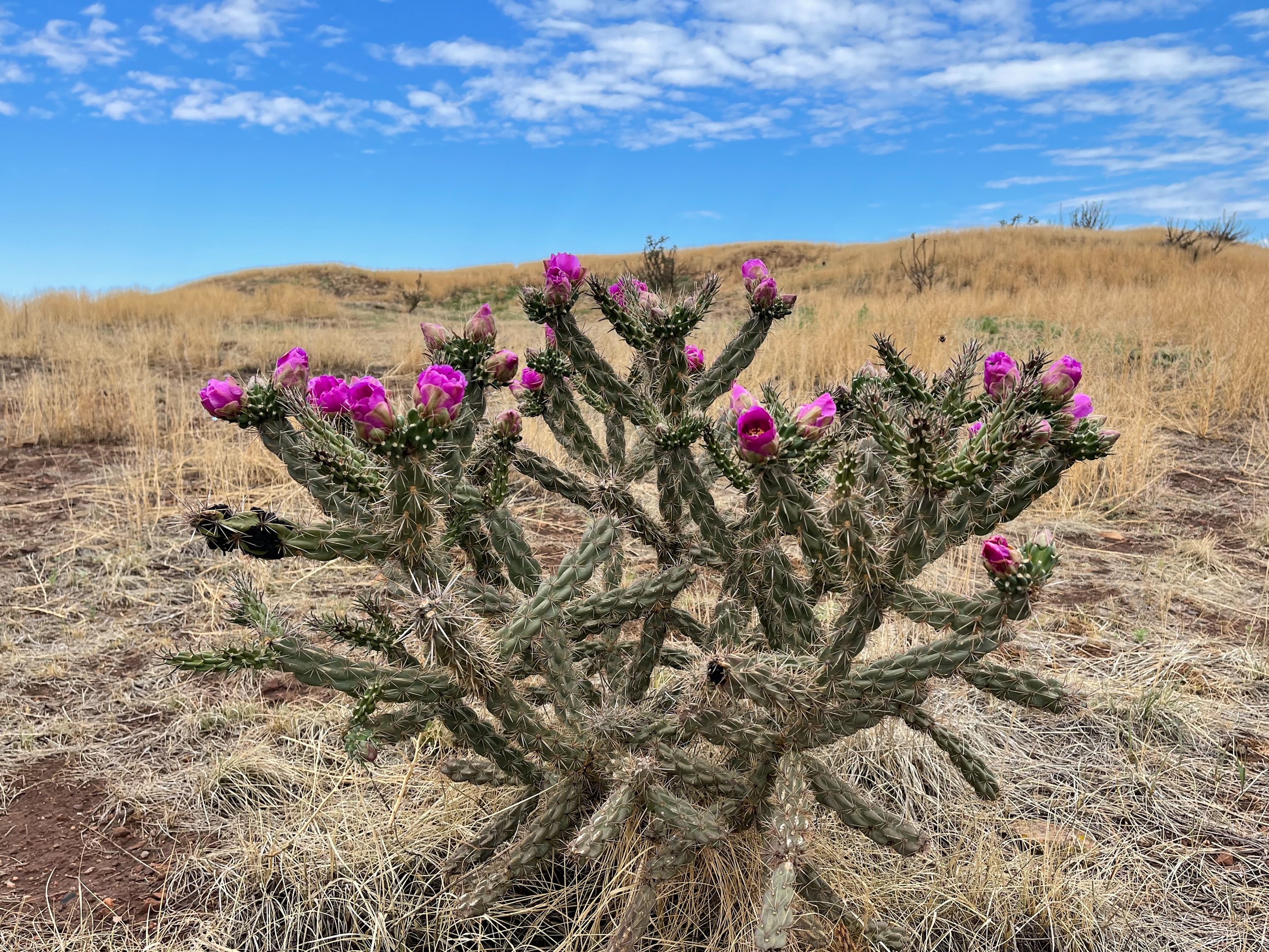 Desert cactus blossom plant