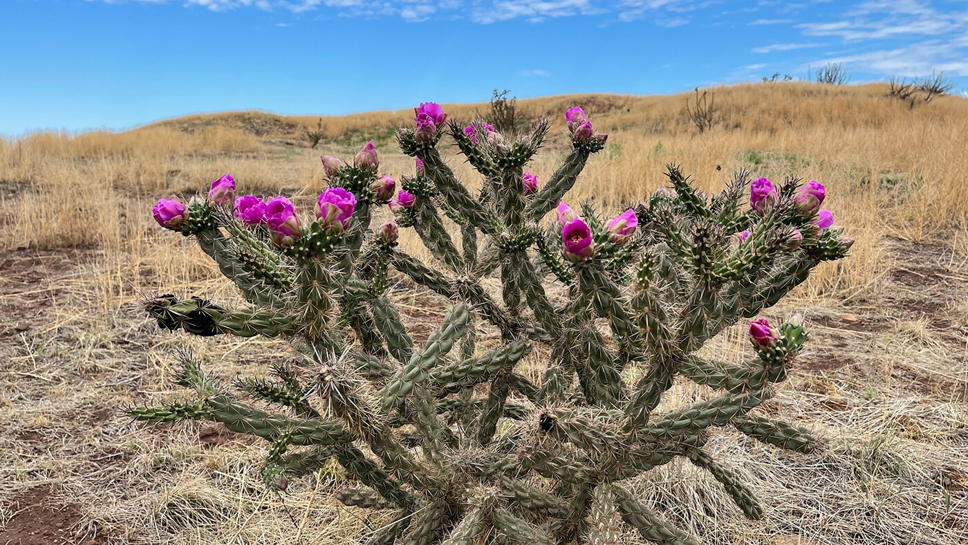 Desert cactus blossom plant
