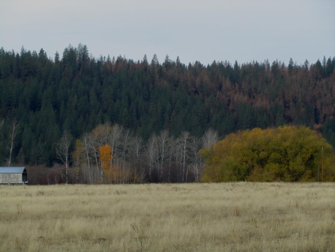 Treated stand with green foliage on the left stands in contrast to brown, scorched trees in untreated stand on the right.