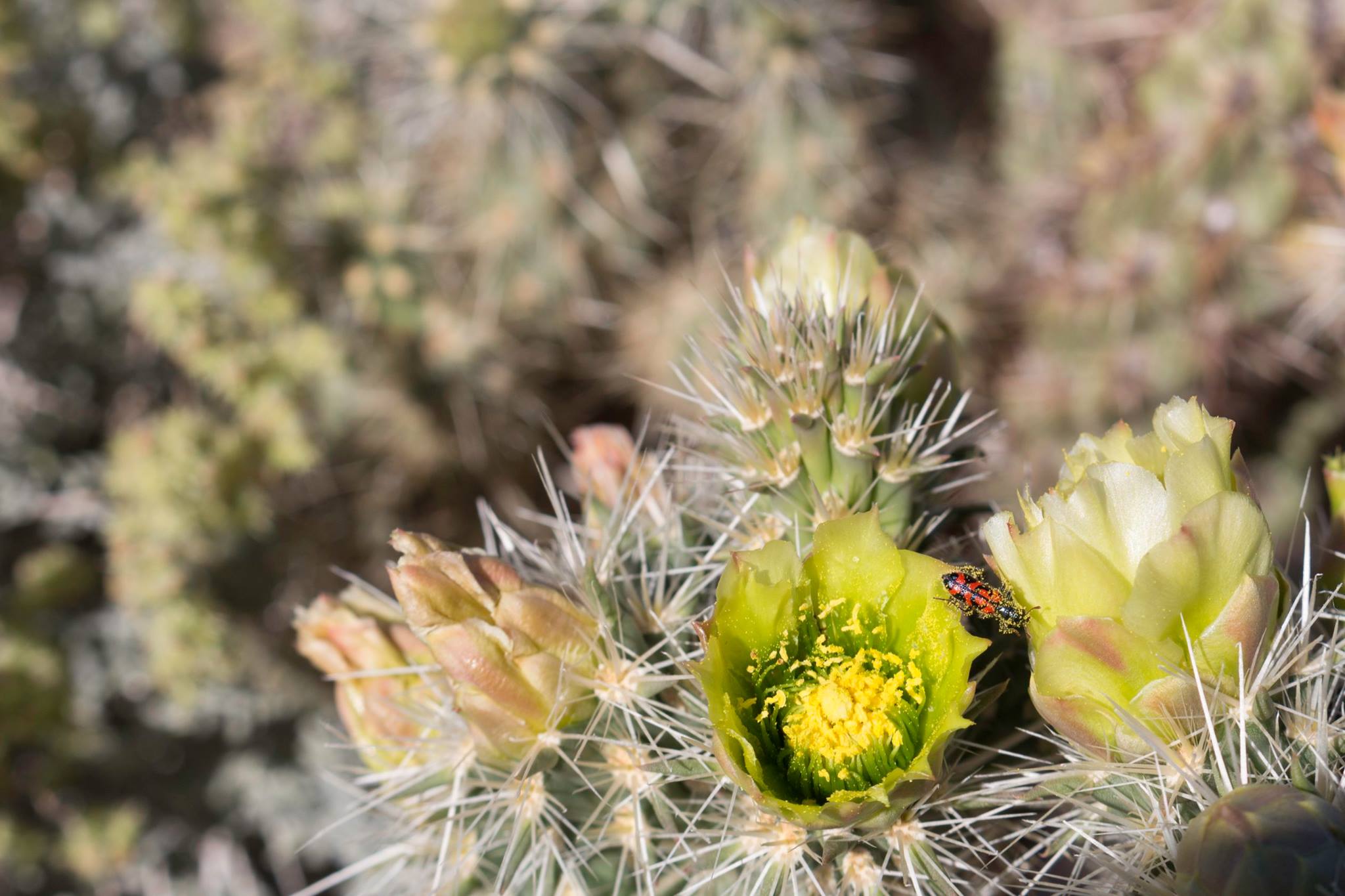 Image provided by Coral Avery Photography Desert flower