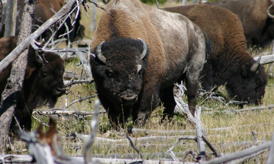 A close up photo of a bison in a herd.