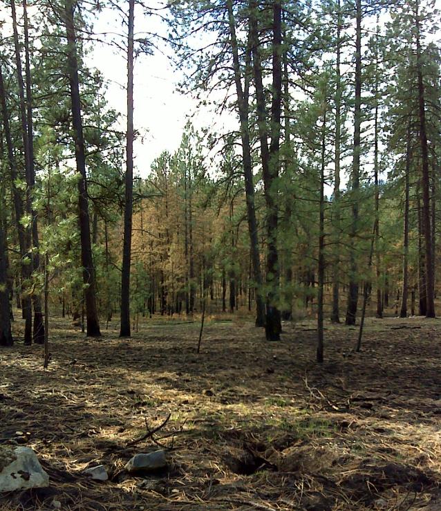 WUI Road Treatment viewed from roadside near Pierre Place. Fire burned through the fuel break at very low intensity allowing it to be held at the road. Note crown scorch in the background beyond the fuel break boundary. WUI Road Treatment viewed from roadside near Pierre Place. Fire burned through the fuel break at very low intensity allowing it to be held at the road. Note crown scorch in the background beyond the fuel break boundary.