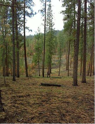 Nixon Rock Treatment. Fire spread throughout the treatment area, but was relegated to a low intensity Underburn. Nixon Rock Treatment. Fire spread throughout the treatment area, but was relegated to a low intensity Underburn.