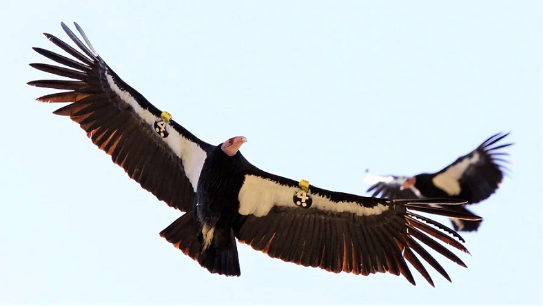 Soaring adult condor from the Yurok Condor Restoration Program