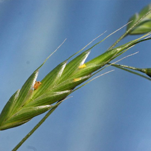 Bald brome Bromus racemosus