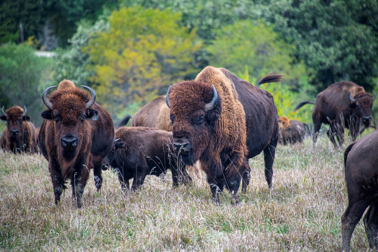American Bison graze in newly restored grasslands on The Prairie Band Potawatomi Nation land