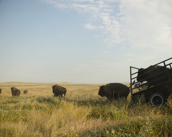 Bison being moved