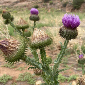 Bull thistle Cirsium vulgare