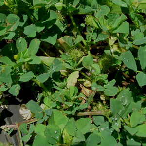 California burclover Medicago polymorpha