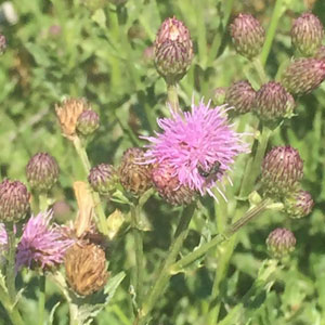 Canada thistle Cirsium arvense