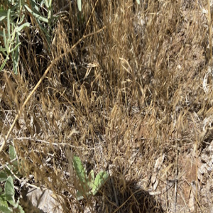 Cheatgrass Bromus tectorum