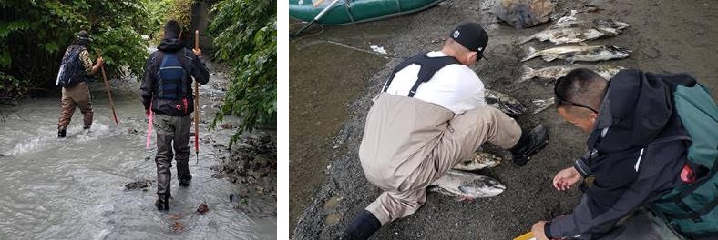 Tulalip Tribal employees conducting foot surveys and carcass sampling for Chinook salmon