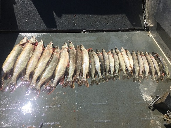 Juvenile Northern Pike caught via gillnet laid on a table.