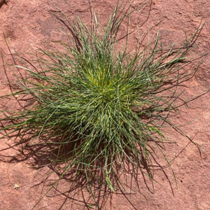 Common Mediterranean grass Schismus barbatus
