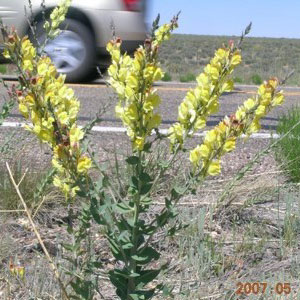 Dalmatian toadflax Linaria dalmatica