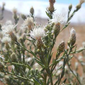 Diffuse knapweed Centaurea diffusa