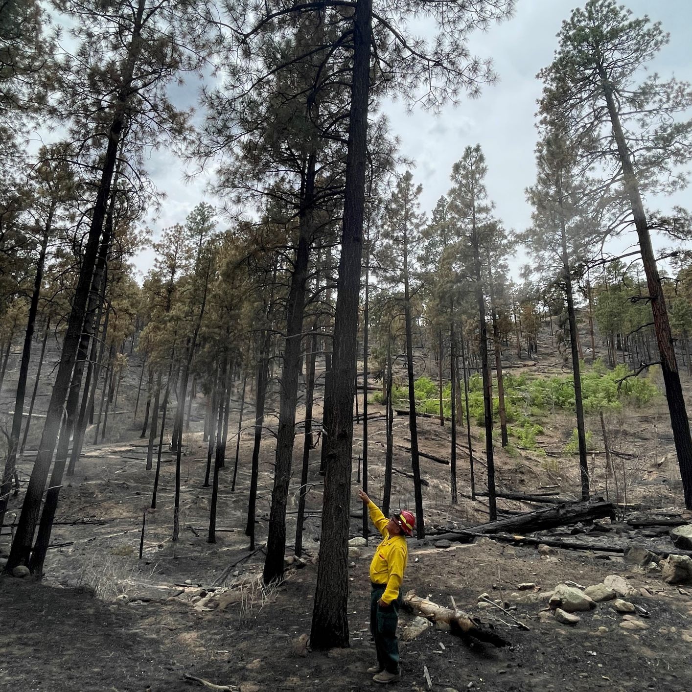 A BAER team member inspects a burned area.