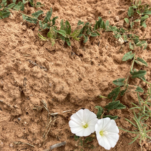 Field bindweed Convolvulus arvensis