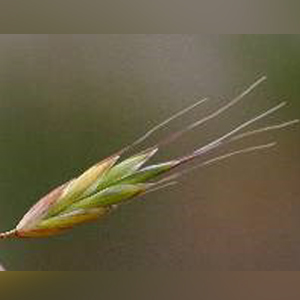 Field brome Bromus arvensis